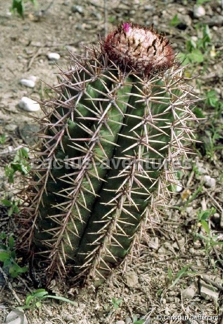 Melocactus lemairei Azua Barahona, Dom. Rep. ©Christian Defferrard